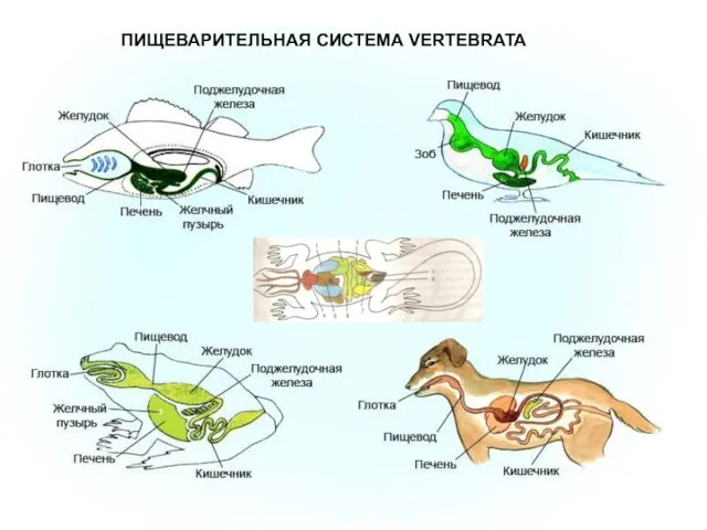 ПИЩЕВАРИТЕЛЬНАЯ СИСТЕМА VERTEBRATA