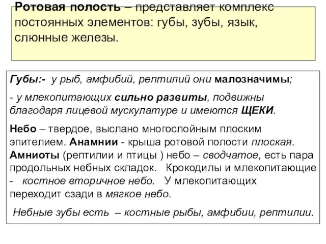 Ротовая полость – представляет комплекс постоянных элементов: губы, зубы, язык, слюнные