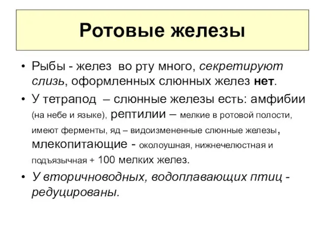 Ротовые железы Рыбы - желез во рту много, секретируют слизь, оформленных