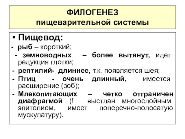 ФИЛОГЕНЕЗ пищеварительной системы Пищевод: - рыб – короткий; - земноводных –