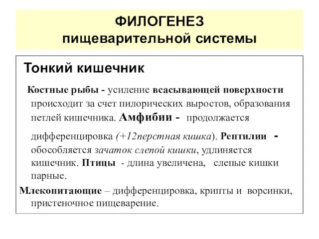 ФИЛОГЕНЕЗ пищеварительной системы Тонкий кишечник Костные рыбы - усиление всасывающей поверхности