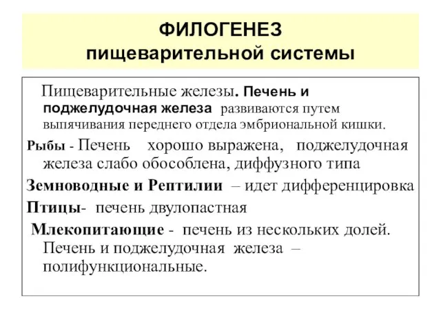 ФИЛОГЕНЕЗ пищеварительной системы Пищеварительные железы. Печень и поджелудочная железа развиваются путем