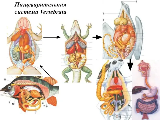 Пищеварительная система Vertebrata