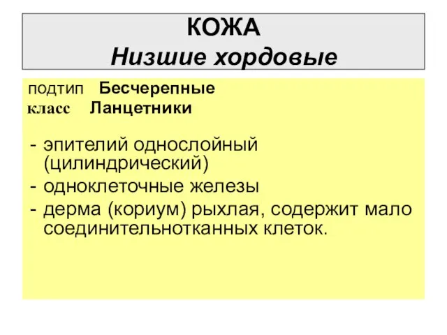 КОЖА Низшие хордовые подтип Бесчерепные класс Ланцетники эпителий однослойный (цилиндрический) одноклеточные