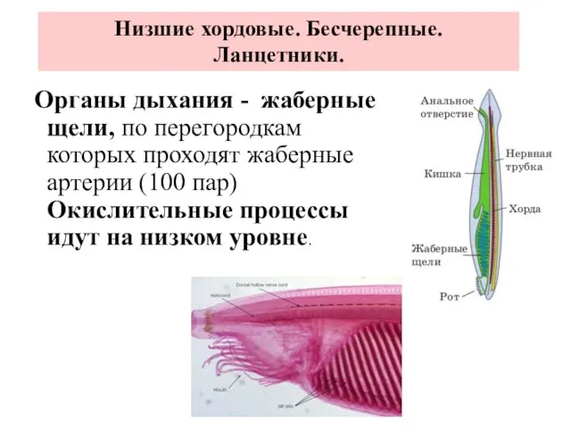 Органы дыхания - жаберные щели, по перегородкам которых проходят жаберные артерии