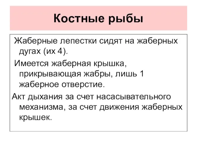 Костные рыбы Жаберные лепестки сидят на жаберных дугах (их 4). Имеется