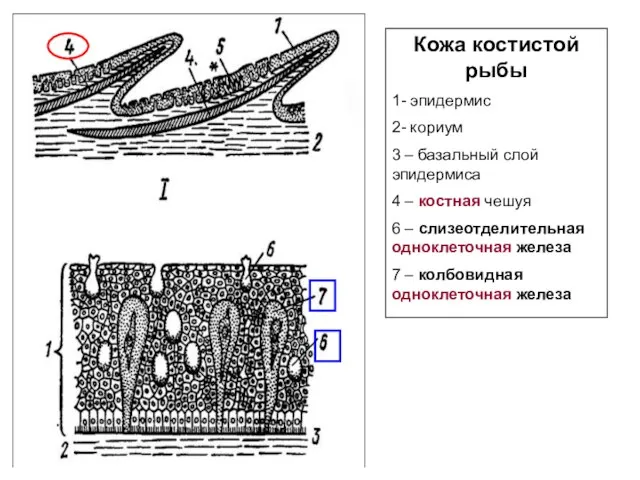 Кожа костистой рыбы 1- эпидермис 2- кориум 3 – базальный слой