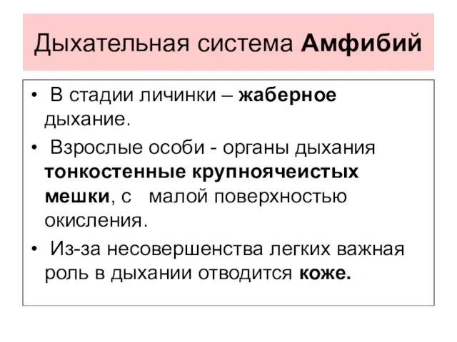 Дыхательная система Амфибий В стадии личинки – жаберное дыхание. Взрослые особи