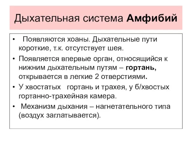 Дыхательная система Амфибий Появляются хоаны. Дыхательные пути короткие, т.к. отсутствует шея.