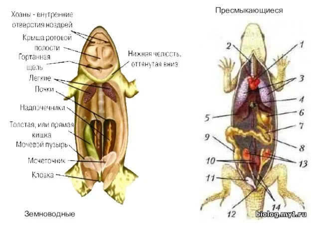 Земноводные Пресмыкающиеся