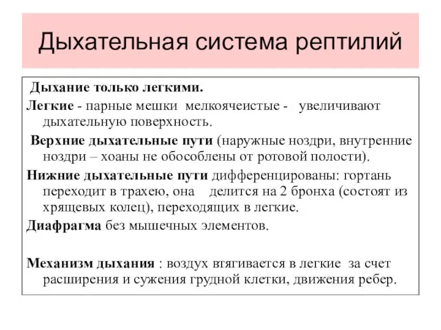 Дыхательная система рептилий Дыхание только легкими. Легкие - парные мешки мелкоячеистые