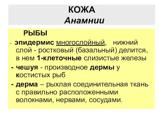 КОЖА Анамнии РЫБЫ - эпидермис многослойный, нижний слой - ростковый (базальный)