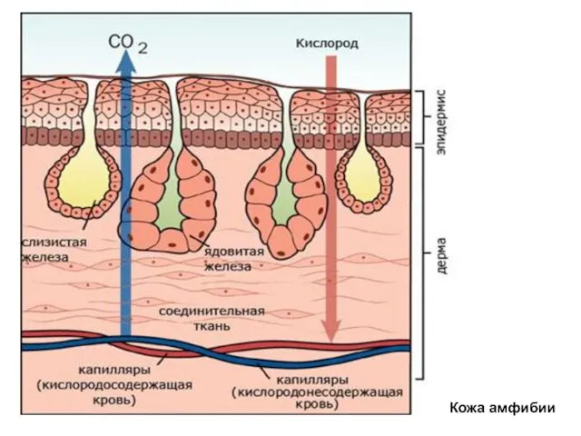 Кожа амфибии