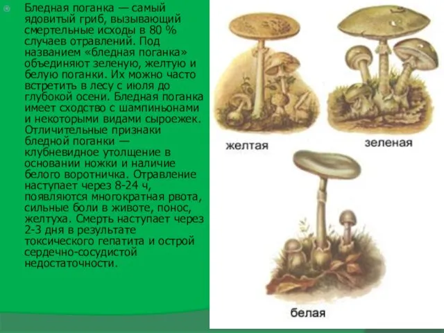 Бледная поганка — самый ядовитый гриб, вызывающий смертельные исходы в 80