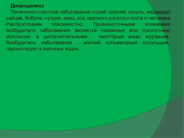 Дикроцелиоз Печеночно-глистное заболевание лосей, оленей, косуль, медведей, зайцев, бобров, нутрий, овец,