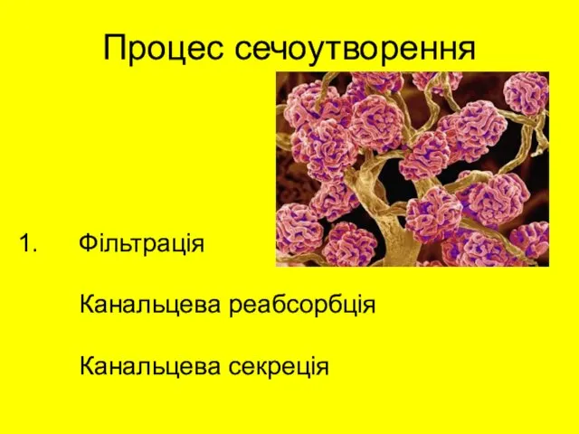 Процес сечоутворення Фільтрація Канальцева реабсорбція Канальцева секреція