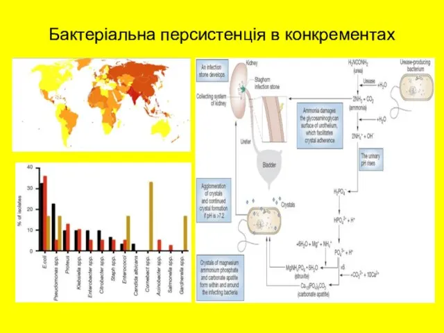 Бактеріальна персистенція в конкрементах