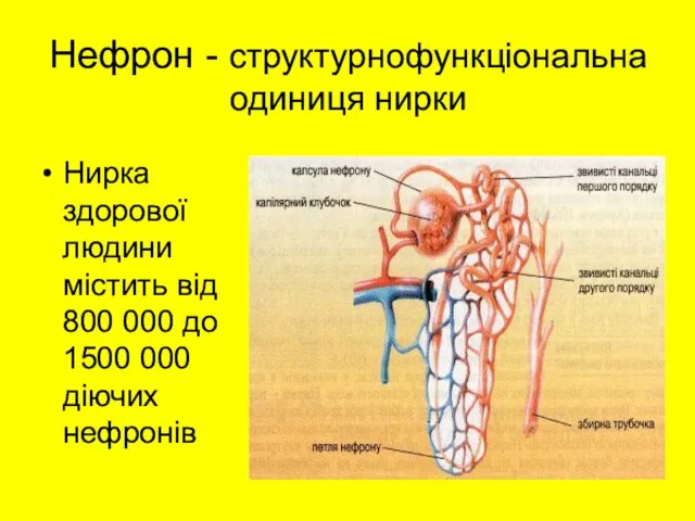 Нефрон - структурнофункціональна одиниця нирки Нирка здорової людини містить від 800