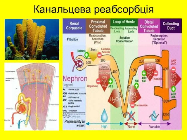 Канальцева реабсорбція