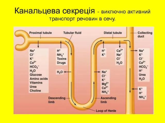 Канальцева секреція - виключно активний транспорт речовин в сечу.