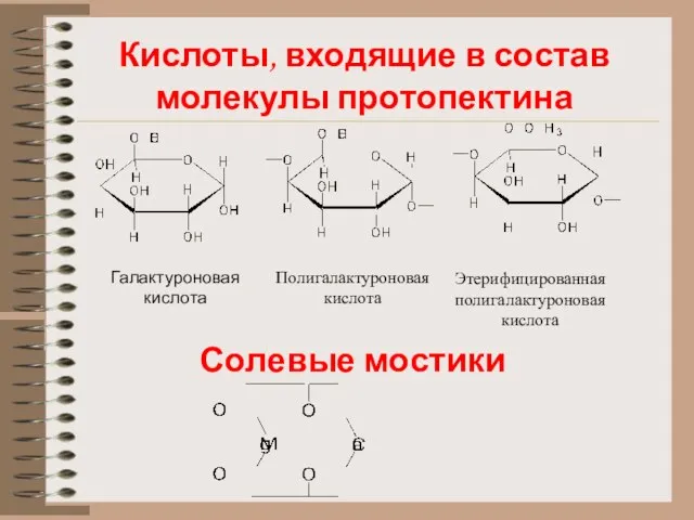 Кислоты, входящие в состав молекулы протопектина Солевые мостики