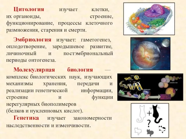 Цитология изучает клетки, их органоиды, строение, функционирование, процессы клеточного размножения, старения