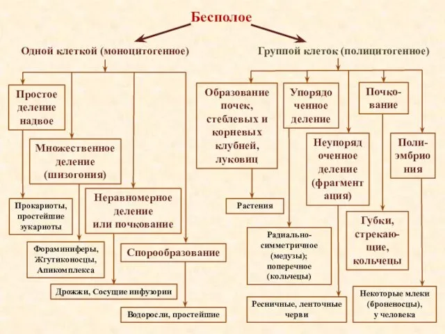 Группой клеток (полицитогенное) Одной клеткой (моноцитогенное) Бесполое Простое деление надвое Множественное