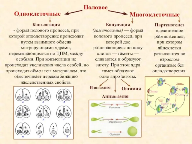 Половое Конъюгация - форма полового процесса, при которой оплодотворение происходит путем