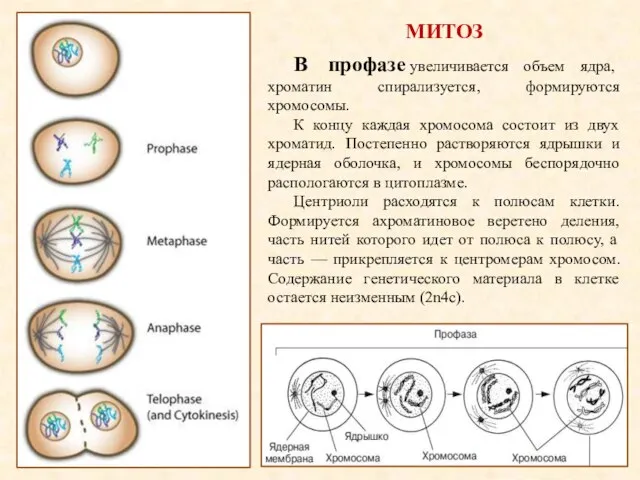 МИТОЗ В профазе увеличивается объем ядра, хроматин спирализуется, формируются хромосомы. К