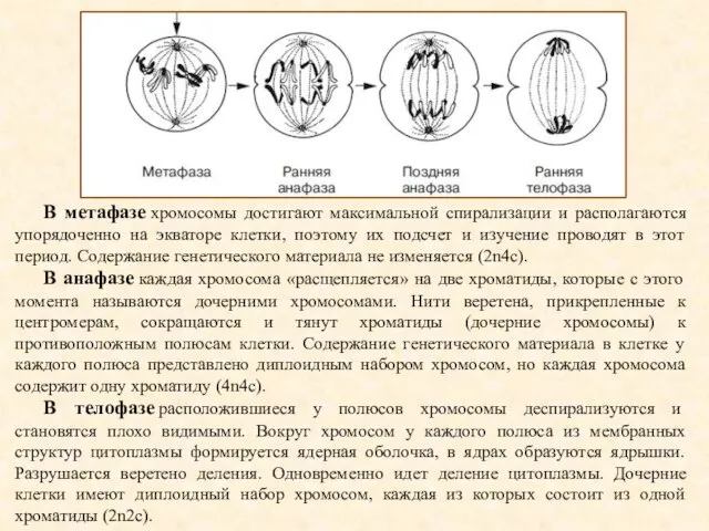 В метафазе хромосомы достигают максимальной спирализации и располагаются упорядоченно на экваторе