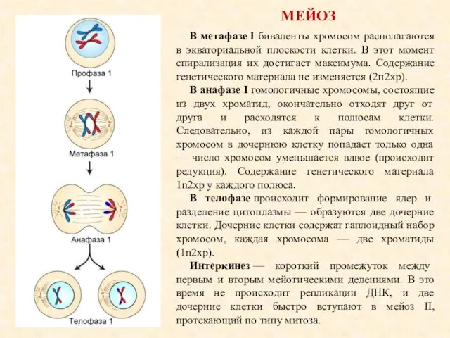 МЕЙОЗ В метафазе I биваленты хромосом располагаются в экваториальной плоскости клетки.