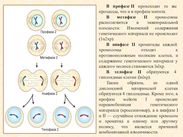 В профазе II происходят те же процессы, что и в профазе