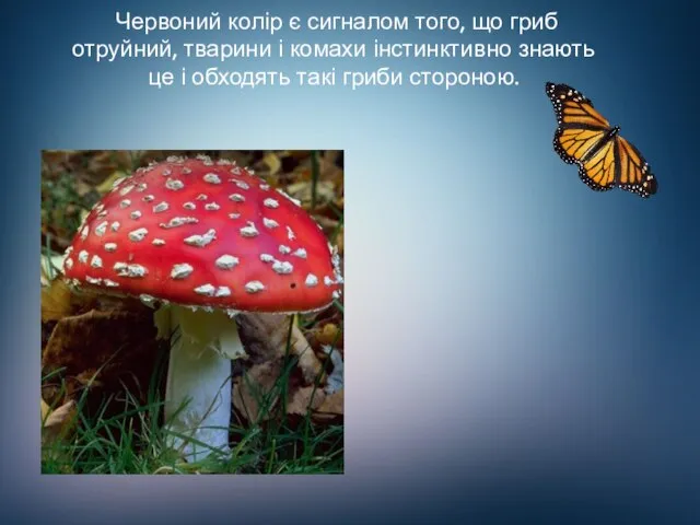 Червоний колір є сигналом того, що гриб отруйний, тварини і комахи