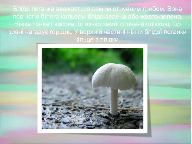 Бліда поганка вважається самим отруйним грибом. Вона повністю білого кольору, блідо-зелена