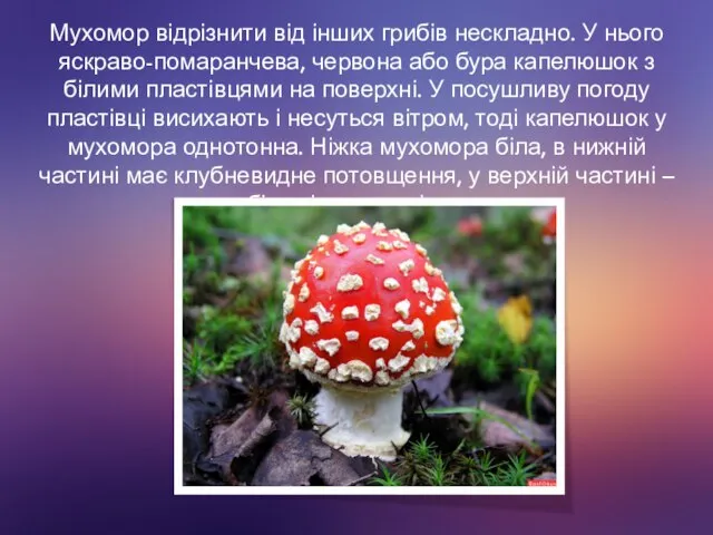 Мухомор відрізнити від інших грибів нескладно. У нього яскраво-помаранчева, червона або