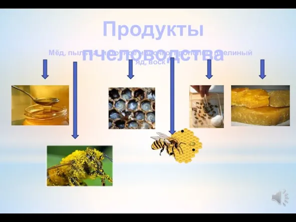 Продукты пчеловодства Мёд, пыльца, маточное молочко, прополис, пчелиный яд, воск