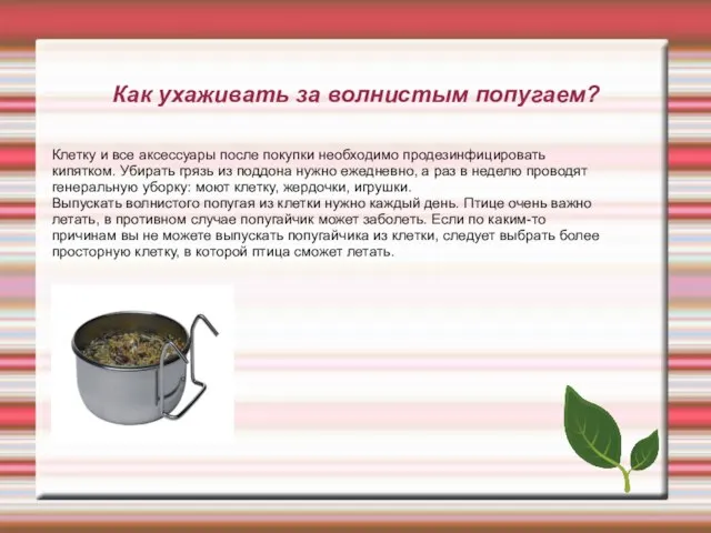 Как ухаживать за волнистым попугаем? Клетку и все аксессуары после покупки