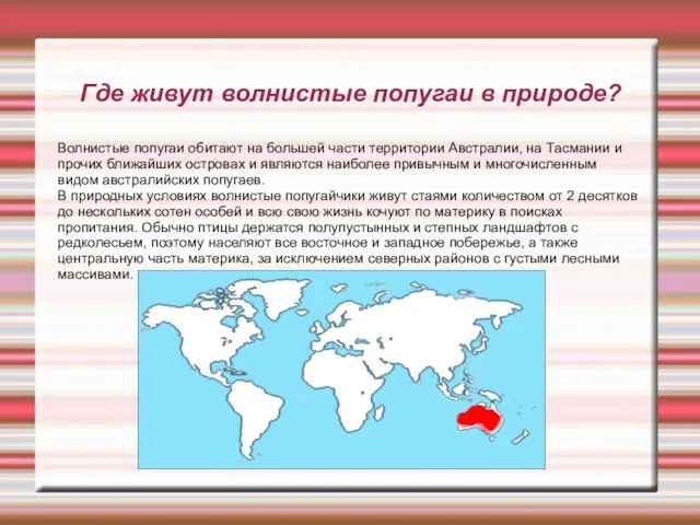 Где живут волнистые попугаи в природе? Волнистые попугаи обитают на большей