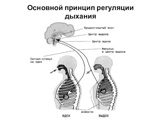 Основной принцип регуляции дыхания