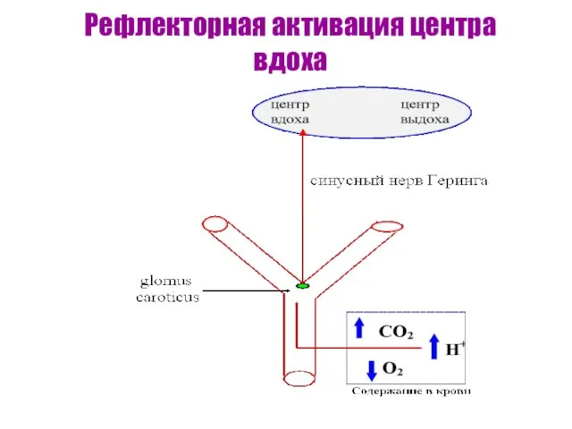 Рефлекторная активация центра вдоха