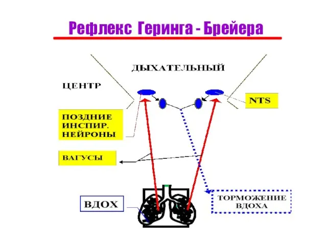 Рефлекс Геринга - Брейера