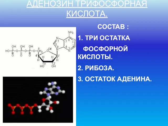 АДЕНОЗИН ТРИФОСФОРНАЯ КИСЛОТА. СОСТАВ : 1. ТРИ ОСТАТКА ФОСФОРНОЙ КИСЛОТЫ. 2. РИБОЗА. 3. ОСТАТОК АДЕНИНА.