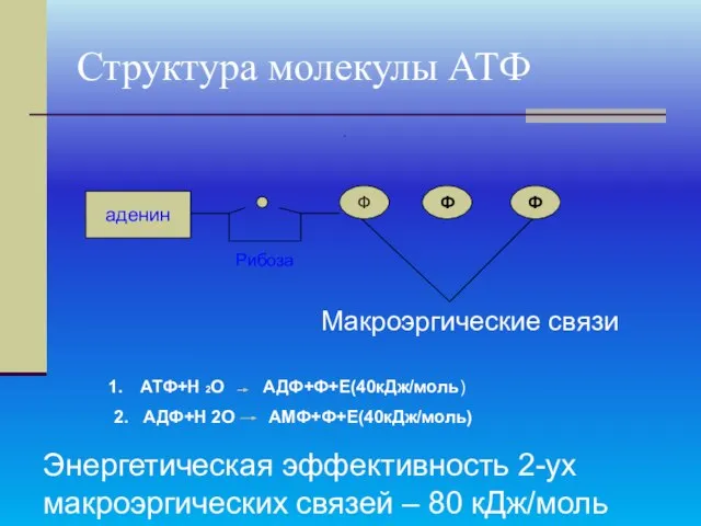 Структура молекулы АТФ аденин Ф Ф Ф Рибоза Макроэргические связи АТФ+Н