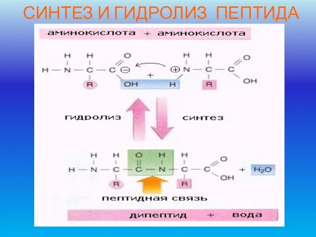 СИНТЕЗ И ГИДРОЛИЗ ПЕПТИДА