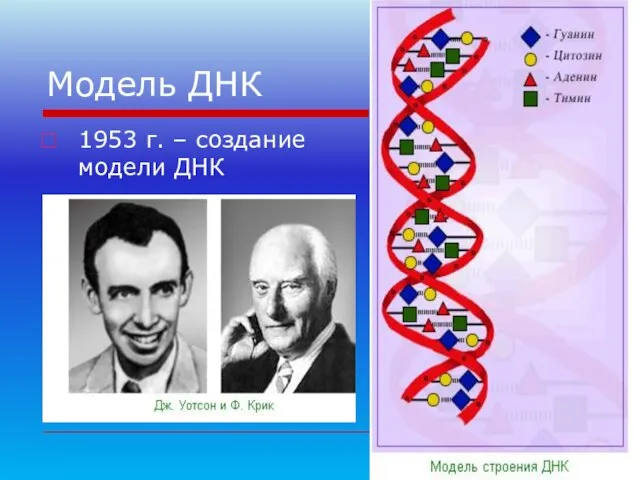 Модель ДНК 1953 г. – создание модели ДНК