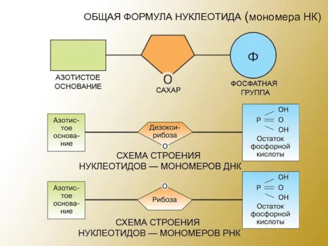 (мономера НК)