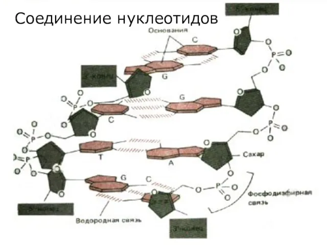 Соединение нуклеотидов