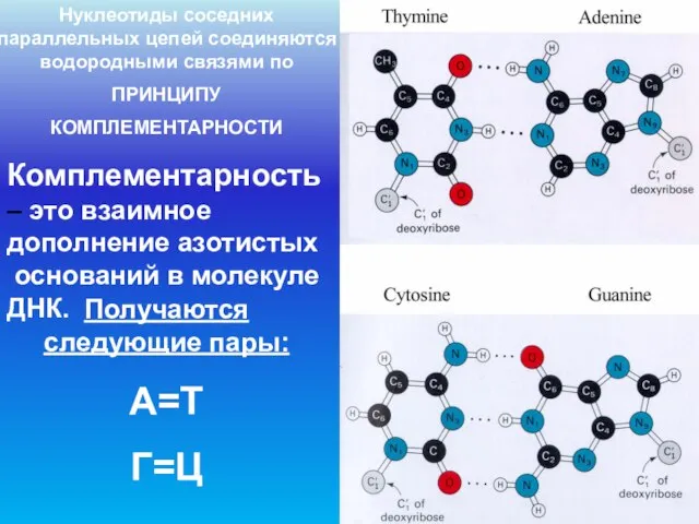 Нуклеотиды соседних параллельных цепей соединяются водородными связями по ПРИНЦИПУ КОМПЛЕМЕНТАРНОСТИ Получаются