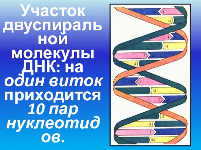 Участок двуспиральной молекулы ДНК: на один виток приходится 10 пар нуклеотидов.