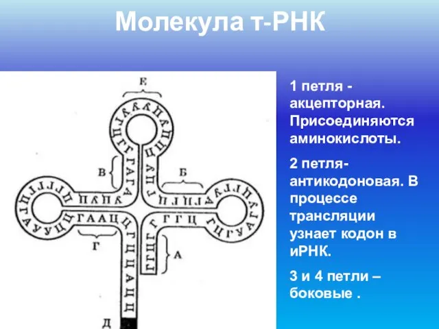 Молекула т-РНК 1 петля - акцепторная. Присоединяются аминокислоты. 2 петля- антикодоновая.